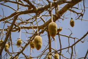Baobab Tree and baobab fruit